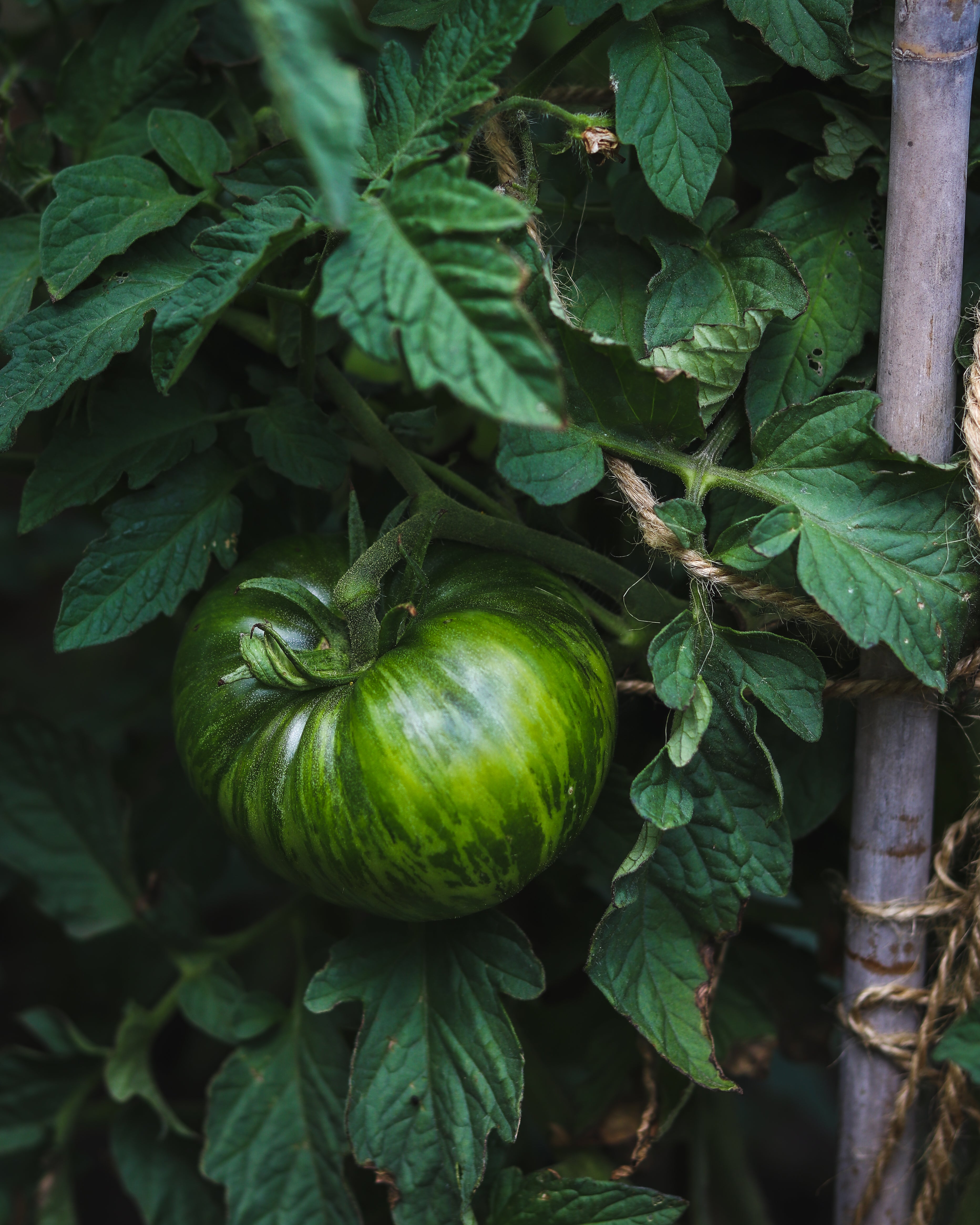 Green tomato on the vine