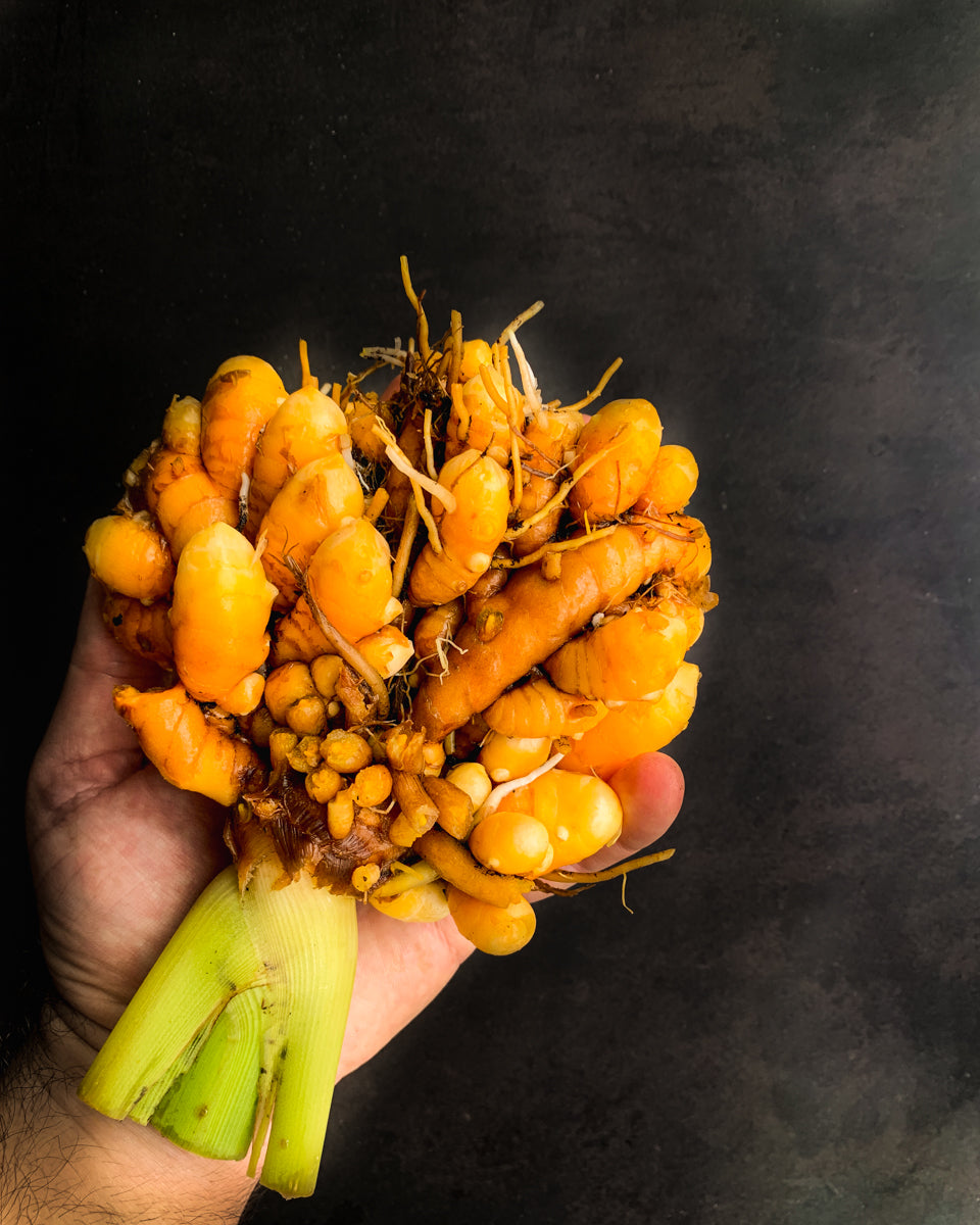 Ginger + Turmeric Growing Guide eBook