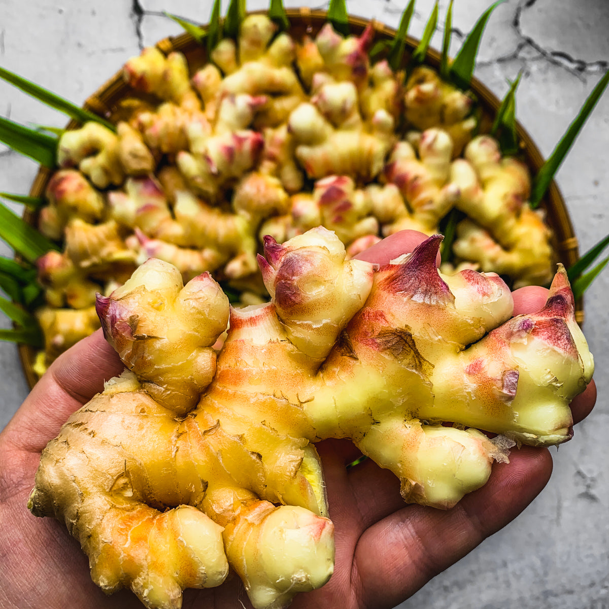 Ginger + Turmeric Growing Guide eBook