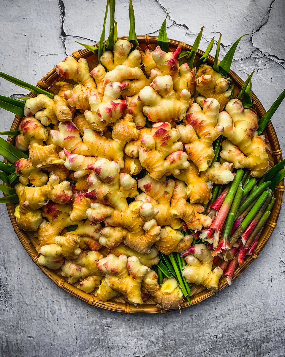 Ginger + Turmeric Growing Guide eBook