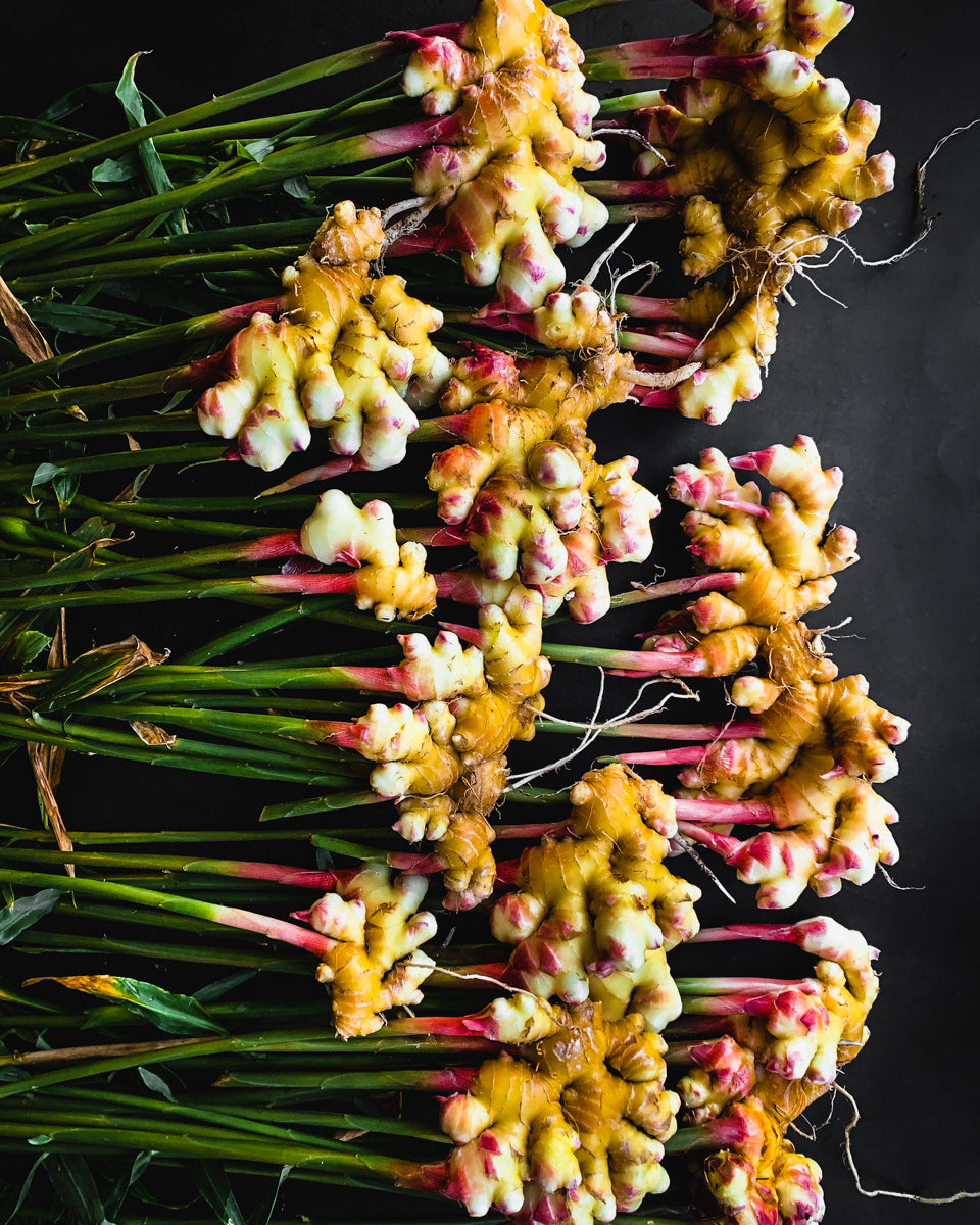 Ginger + Turmeric Growing Guide eBook