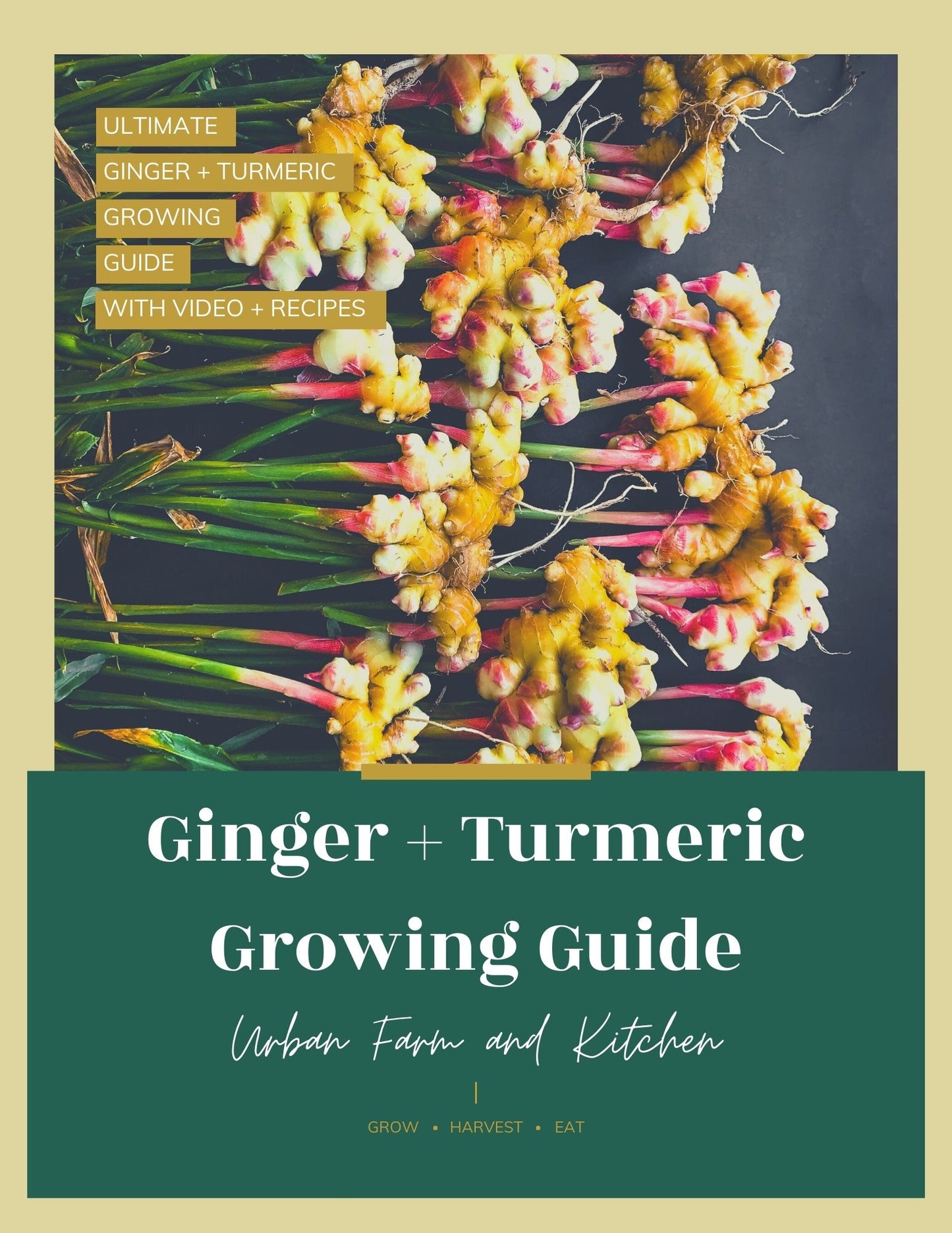 Ginger + Turmeric Growing Guide eBook [with video]