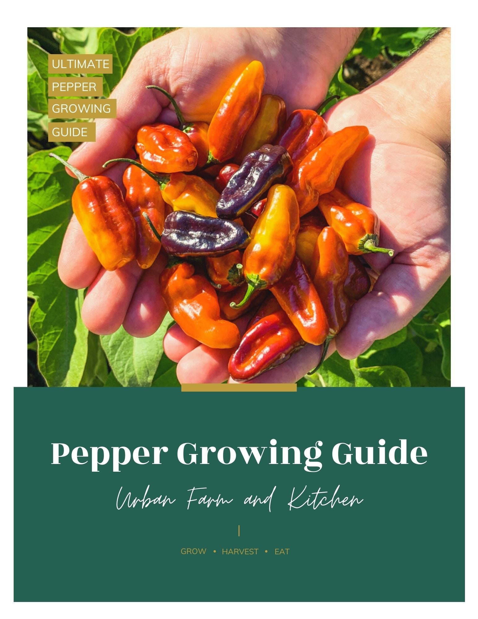 Pepper growing guide ebook cover